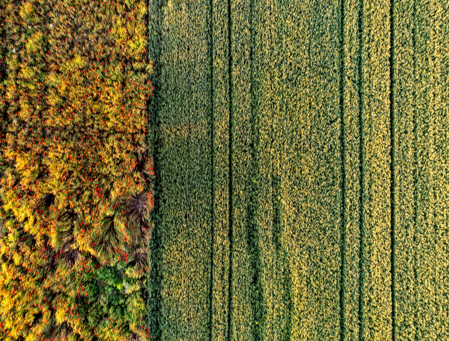 Luftbild von Ackerflächen mit grünen Pflanzenreihen neben einem gelben Feld