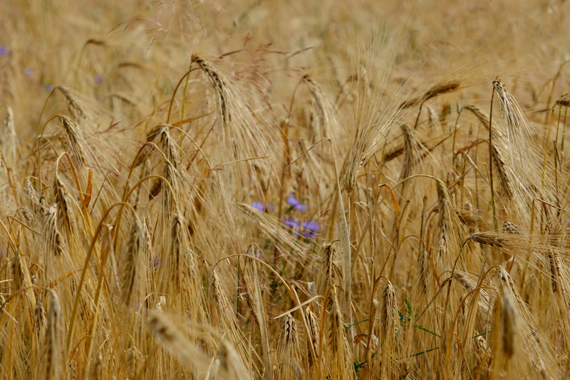 Weizenhalme mit blauen Kornblumen am Feldrand