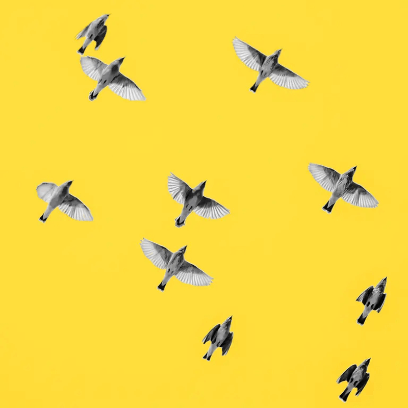 Vogelschwarm im Flug von unten gesehen vor gelbem Hintergrund