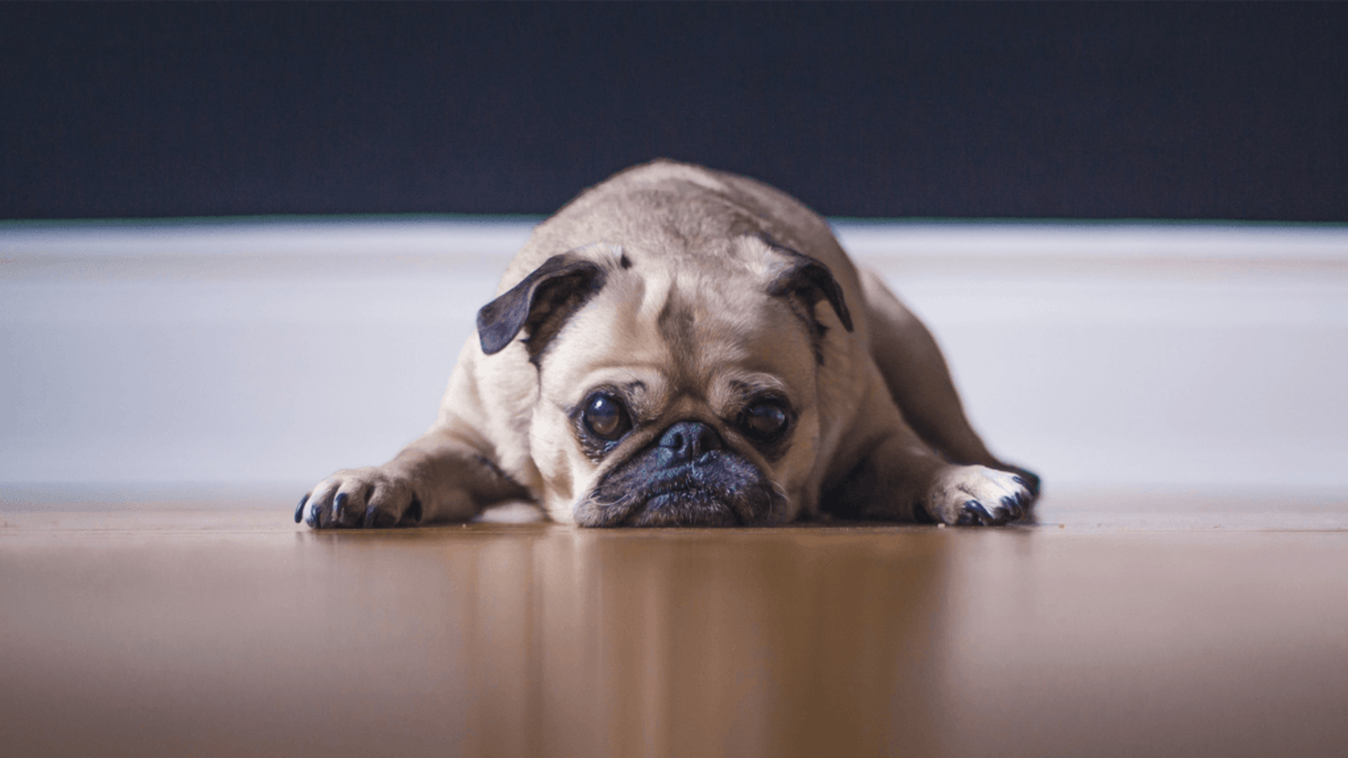 Mops liegt traurig auf dem Holzboden