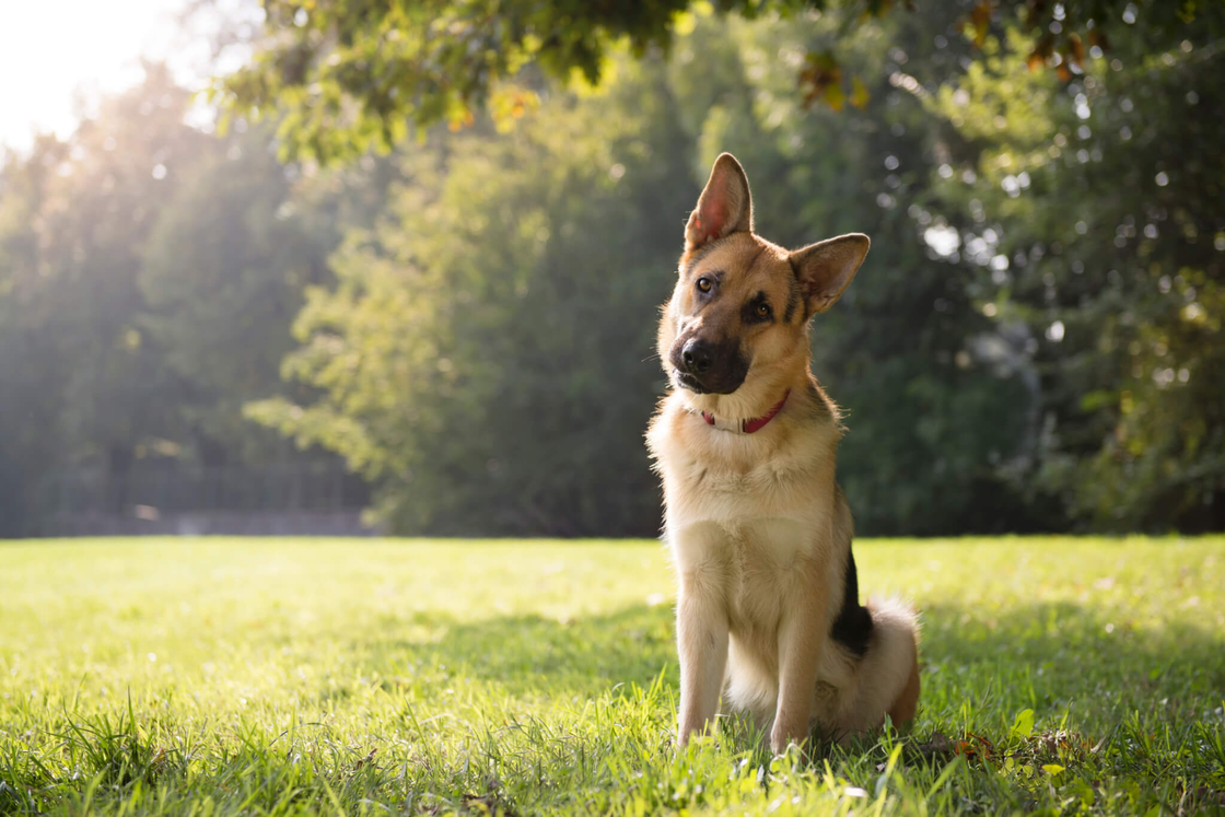 Deutscher Schäferhund sitzt im Park