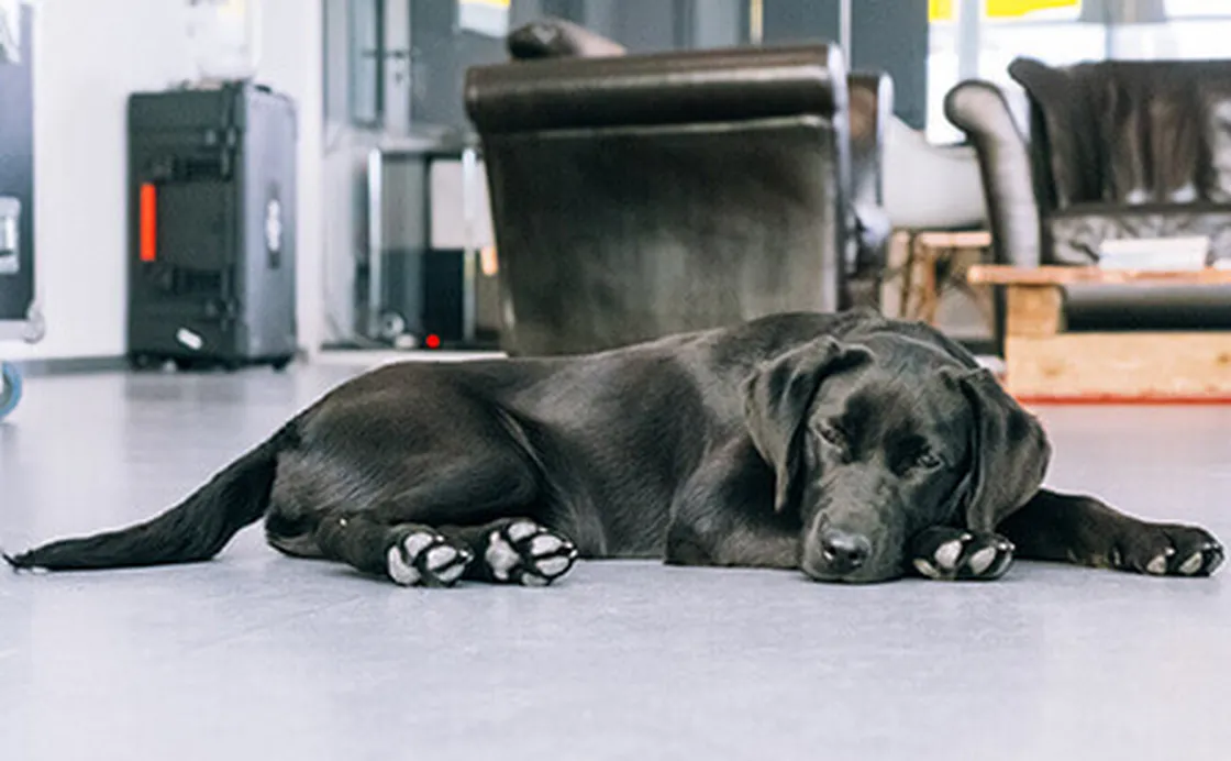 Goldmarie Eindrücke: Hund