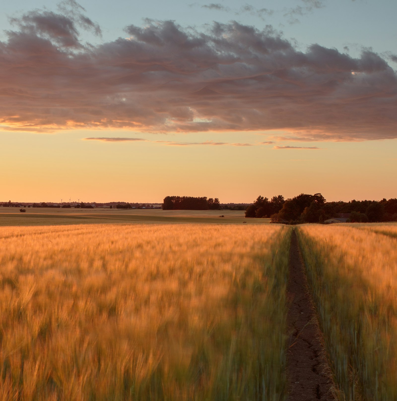 Getreidefeld mit Feldweg im goldenen Abendlicht