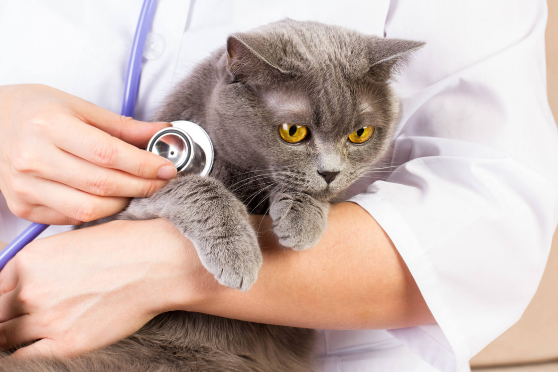Graue Katze wird mit Stethoskop untersucht