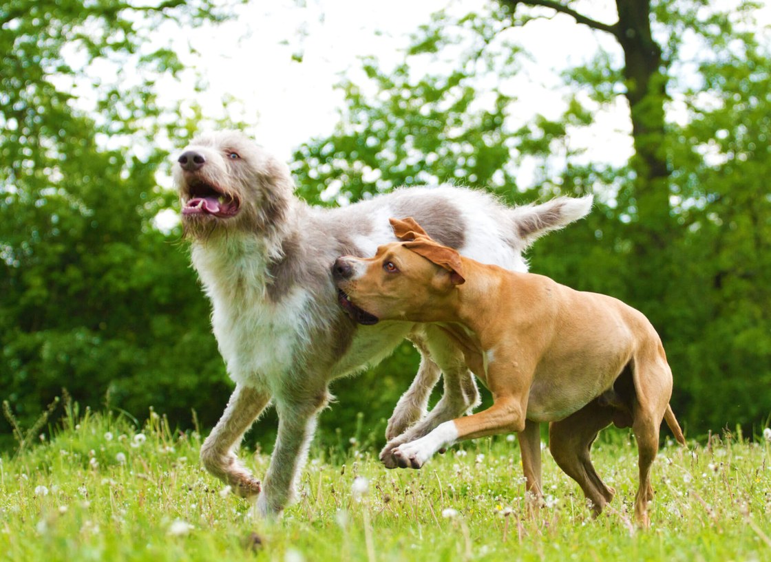 Zwei Hunde spielen auf sonniger Wiese
