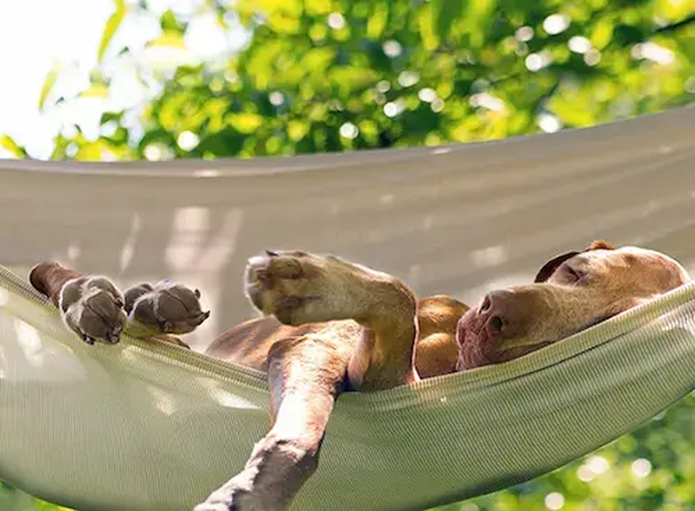 Schlafender brauner Hund in Hängematte im sonnigen Garten
