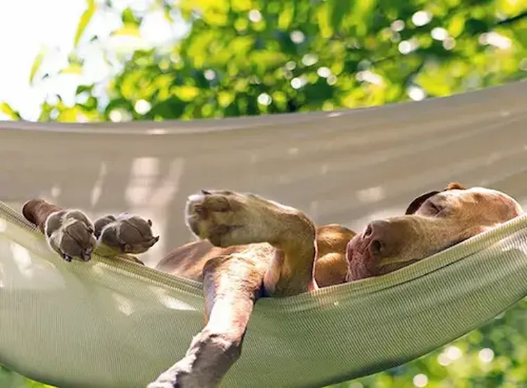 Schlafender brauner Hund in Hängematte im sonnigen Garten