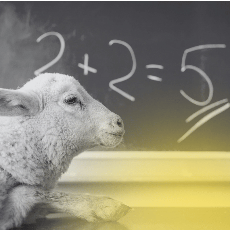 b2b empfehlungsmarketing: Schaf vor Tafel mit 2+2=5 als ironische Darstellung