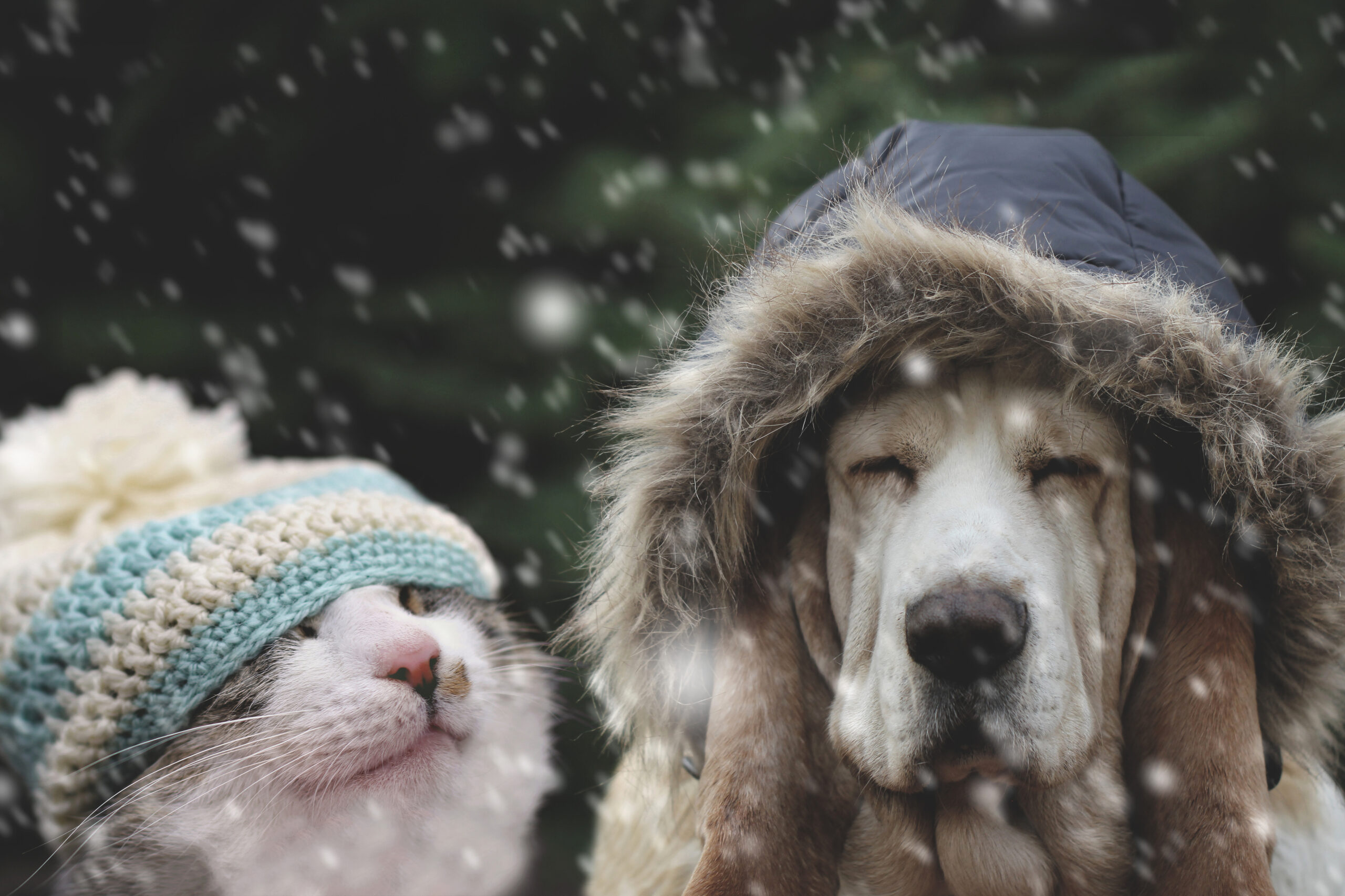 Katze und Hund mit Wintermützen im Schnee, niedliche Haustierfreunde