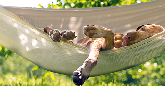 Schlafender Hund in Hängematte im Garten, entspannte Pfote im Sonnenlicht