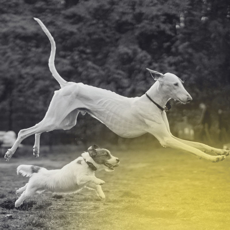 b2b empfehlungsmarketing: zwei Hunde im Flug symbolisieren Wettlauf um Empfehlungen