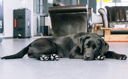 goldmarie eindruecke hund