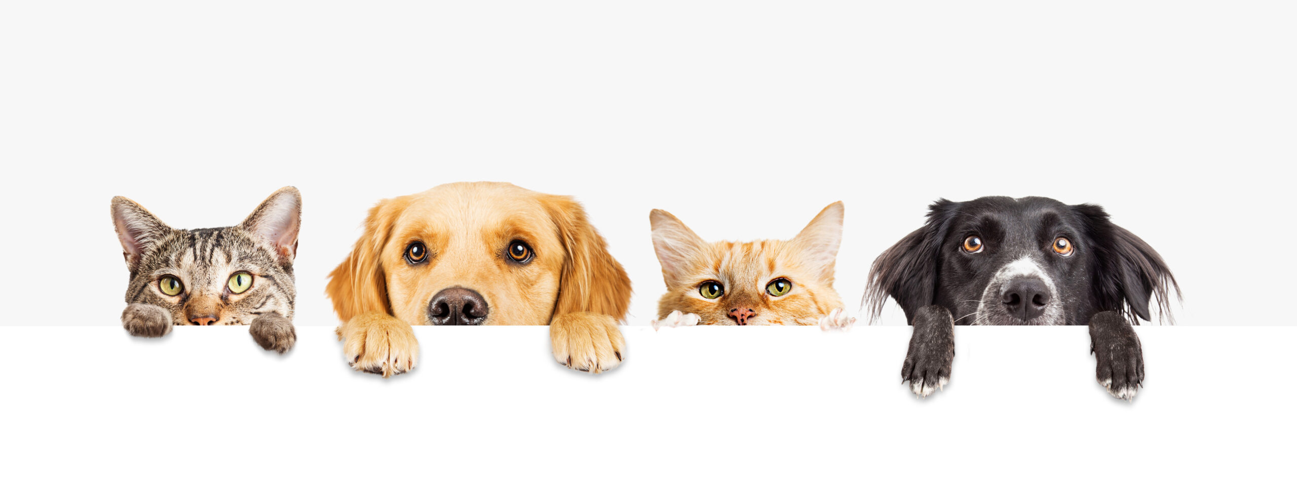 Katzen und Hunde blicken über weißes Banner – freundliches Haustier-Webbanner