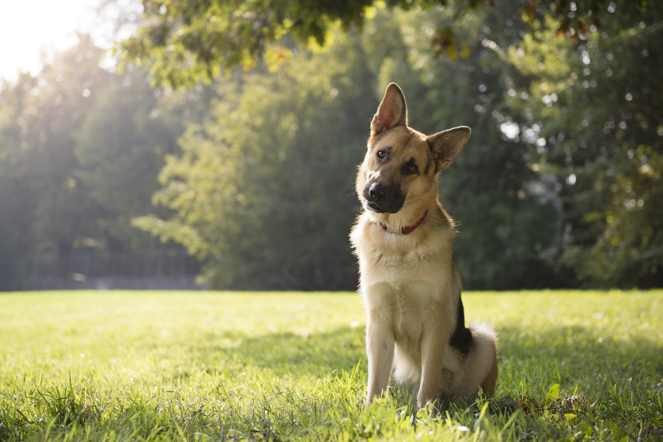 Neugieriger Deutscher Schäferhund sitzt im Park, Kopf geneigt, aufmerksam im Sonnenschein.