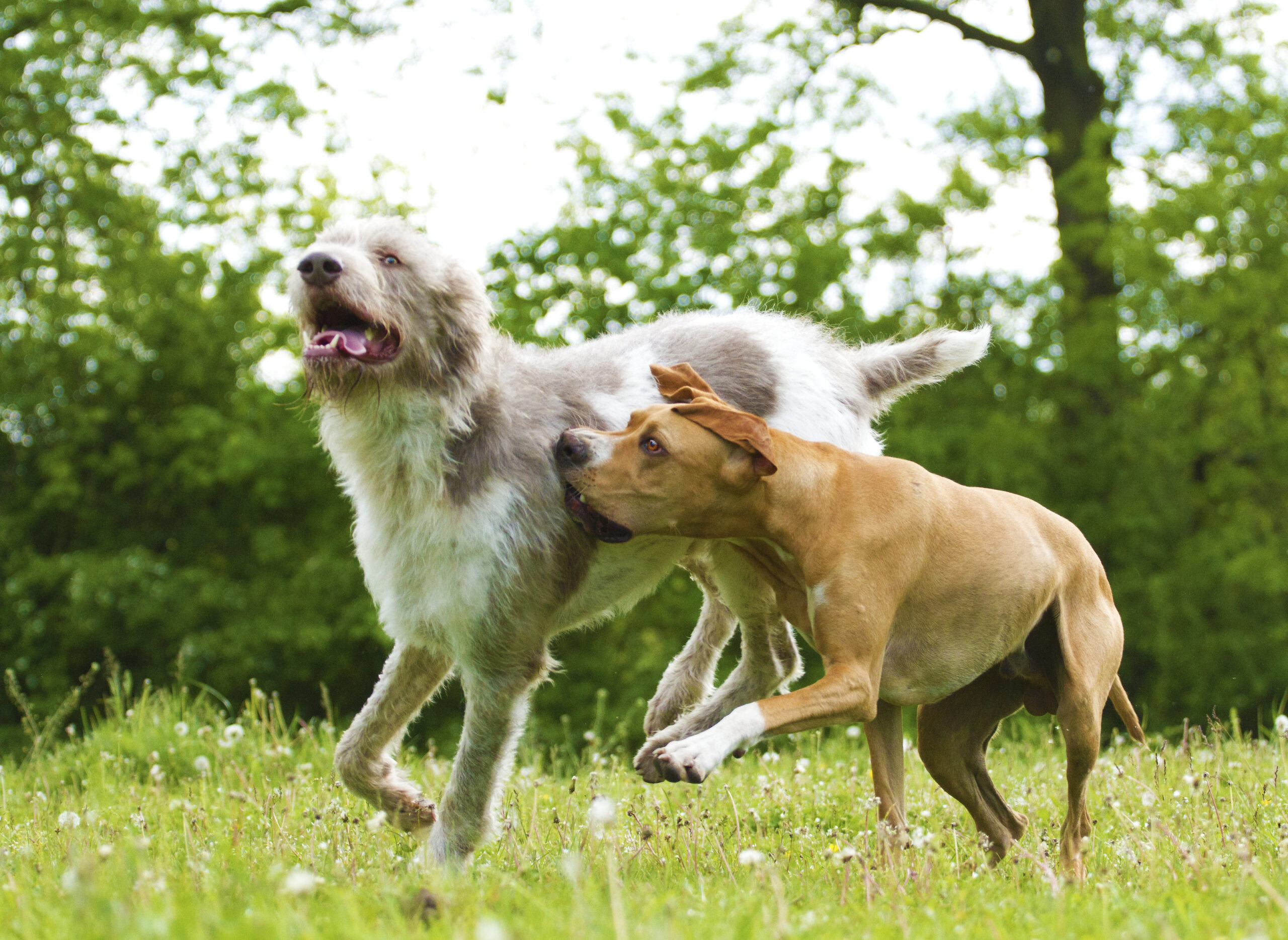 Zwei Hunde spielen ausgelassen auf sonniger grüner Wiese