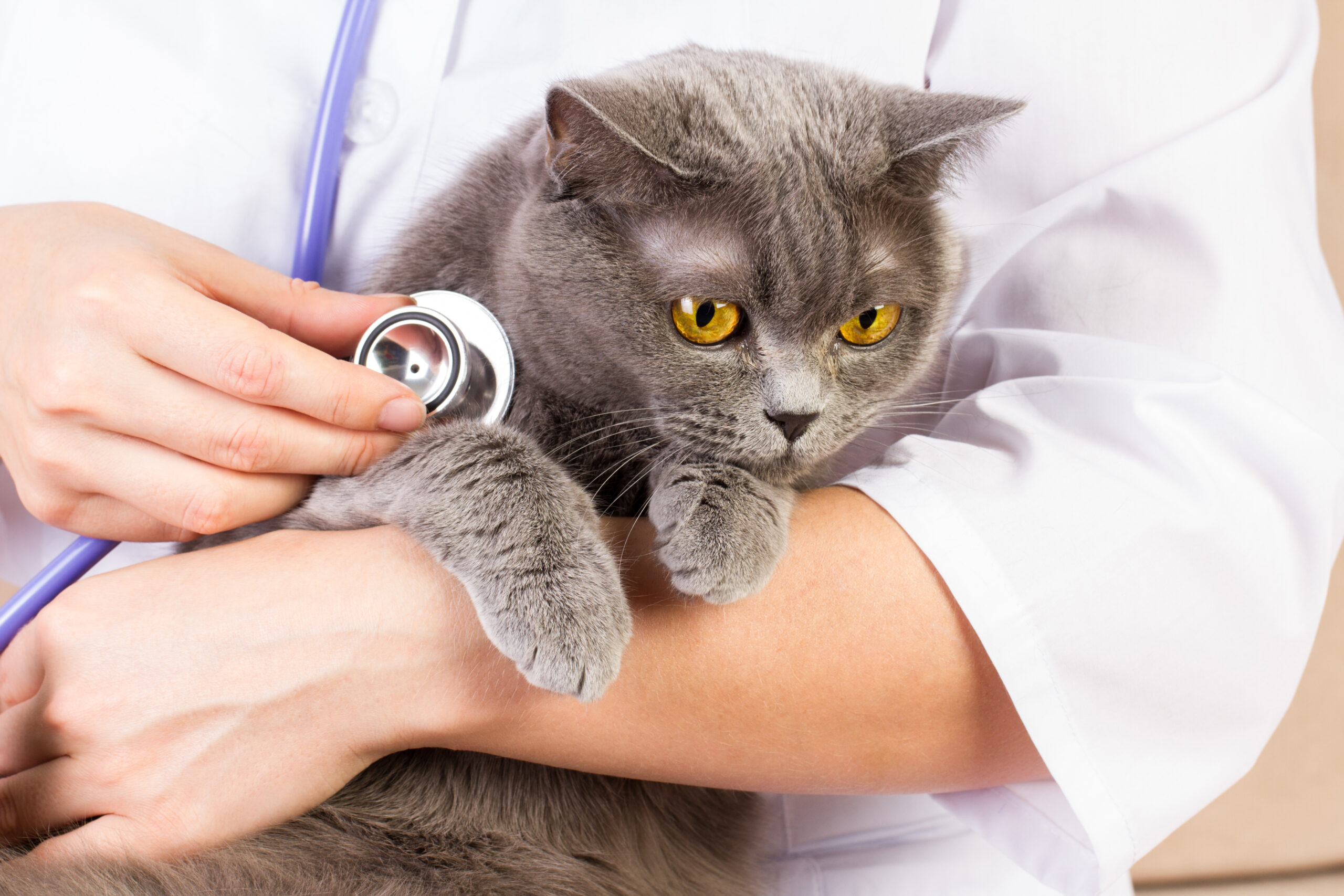 Tierärztliche Routine: graue Katze wird mit Stethoskop untersucht