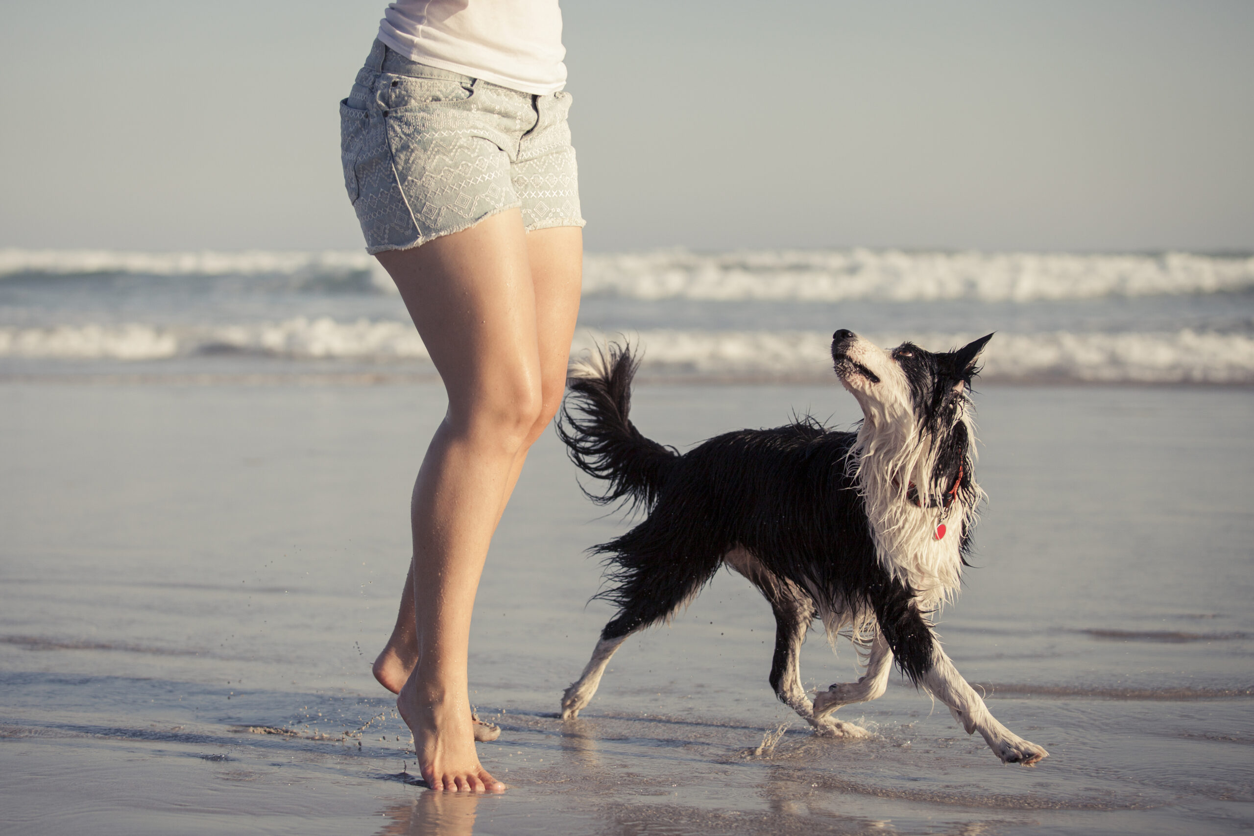 Barfuß am Strand: Spaziergang mit schwarz-weißem Hund in Jeansshorts